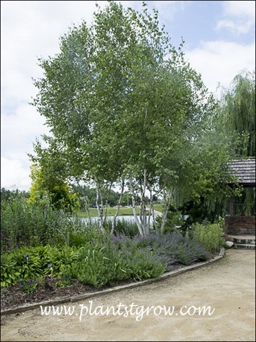 Three or four clumps of Gray Birch.